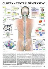 Plakát - Člověk - centrální nervstvo