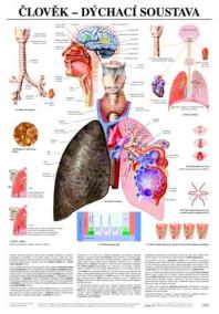 Člověk - dýchací soustava