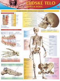 Ľudské telo - karta