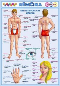 Obrázková němčina 3 - Lidské tělo